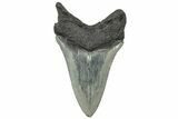 Serrated, Fossil Megalodon Tooth - South Carolina #310423-1